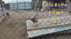 Сельские будни\\ ноябрь 2025