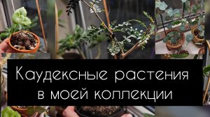 каудексные растения в моей коллекции