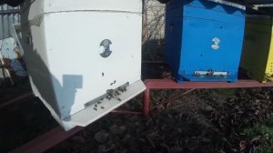 Поздний облет пчел в декабре