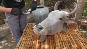 Рецепты супа из коровьей головы от двух деревенских поваров