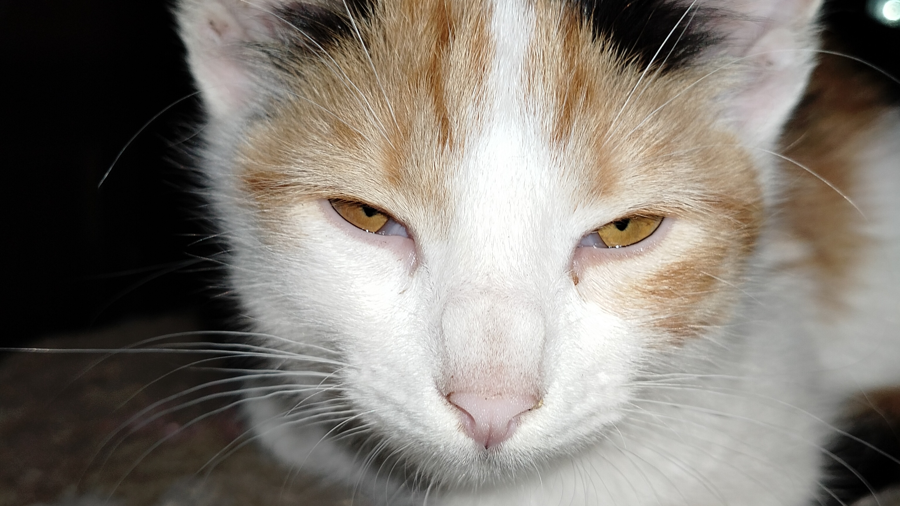 Влог с животными.Наши новости 12.11.25.Вот так и живём...