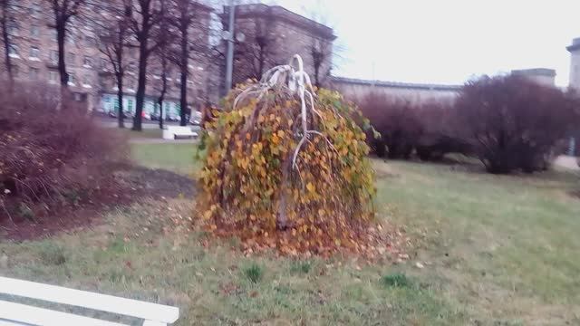 Кривые перевёрнутые деревья в парке смотреть онлайн