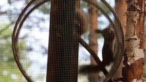 КОМЕДИЯ РОК  КиберРок Сборник Клипов