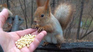 Кормлю знакомых белок