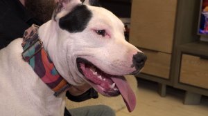 «Собачий» ОСАГО