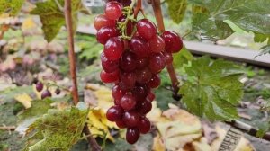 СТУДЕНТКА!!!🍇🍇🍇 СИГНАЛКА НА ПРИВИВКЕ 2025. Telegram, WhatsApp и Vlber +79528500417.