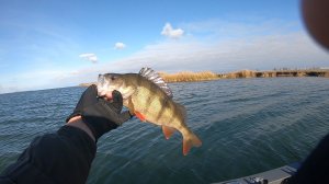 03/11/25/ Рыбалка на реке Маныч. База Закурганная.