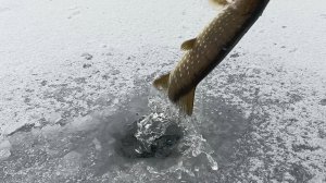 Жерлицы.Первый лёд.Мини речка у дома.