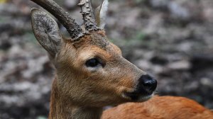 Устроила переполох и убежала: косуля едва не разгромила магазин в Туапсе