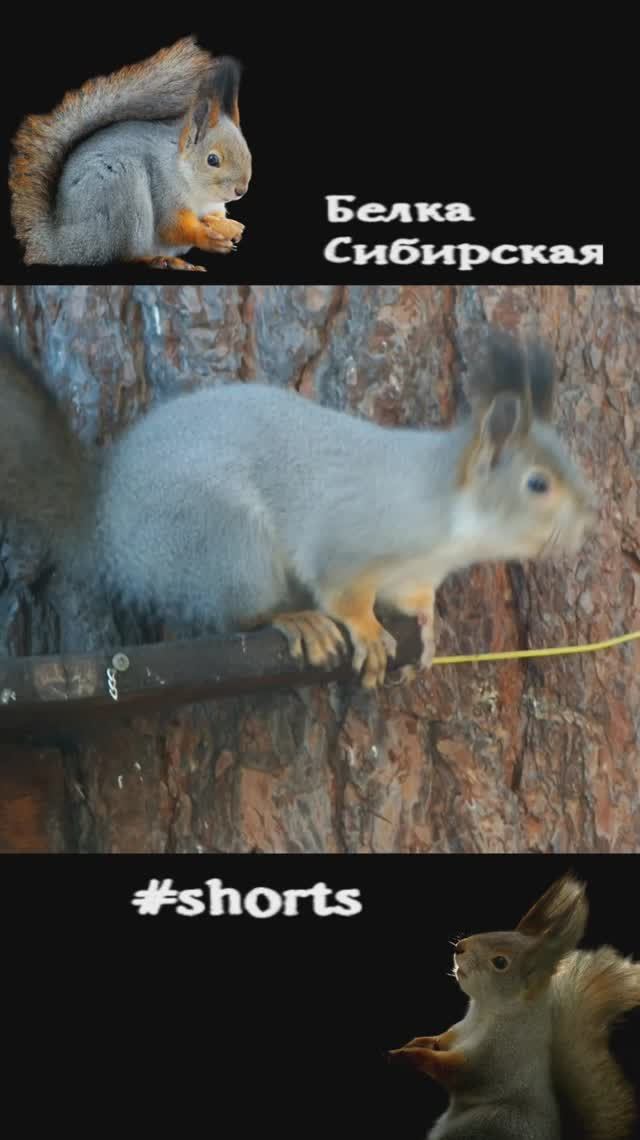 Белка прыгает туда-обратно