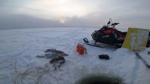 Отчёт с Енисея. Проверка перемётов на налима. 21