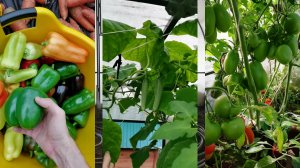 Бестолку выращивать все в одной теплице! Засыпаю кусты в огороде снегом.