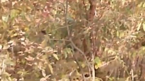 Я буду всю жизнь любить тебя  - Автор и музыка Дмитрий Денисов поёт Дима Фантомас