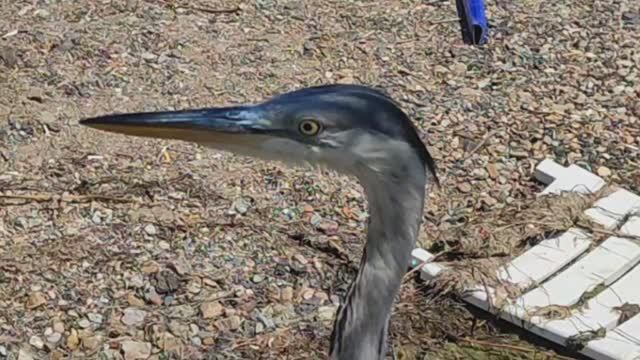 Цапля-позёрша. Принцевы острова. Турция