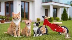 Котики и новый велосипед