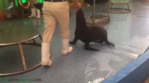 Милые морские львы