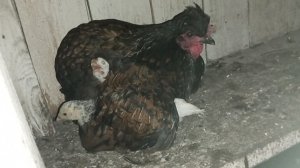 А ведь всё было хорошо. Пришлось забрать в дом цыпленка. Будем долечиваться.