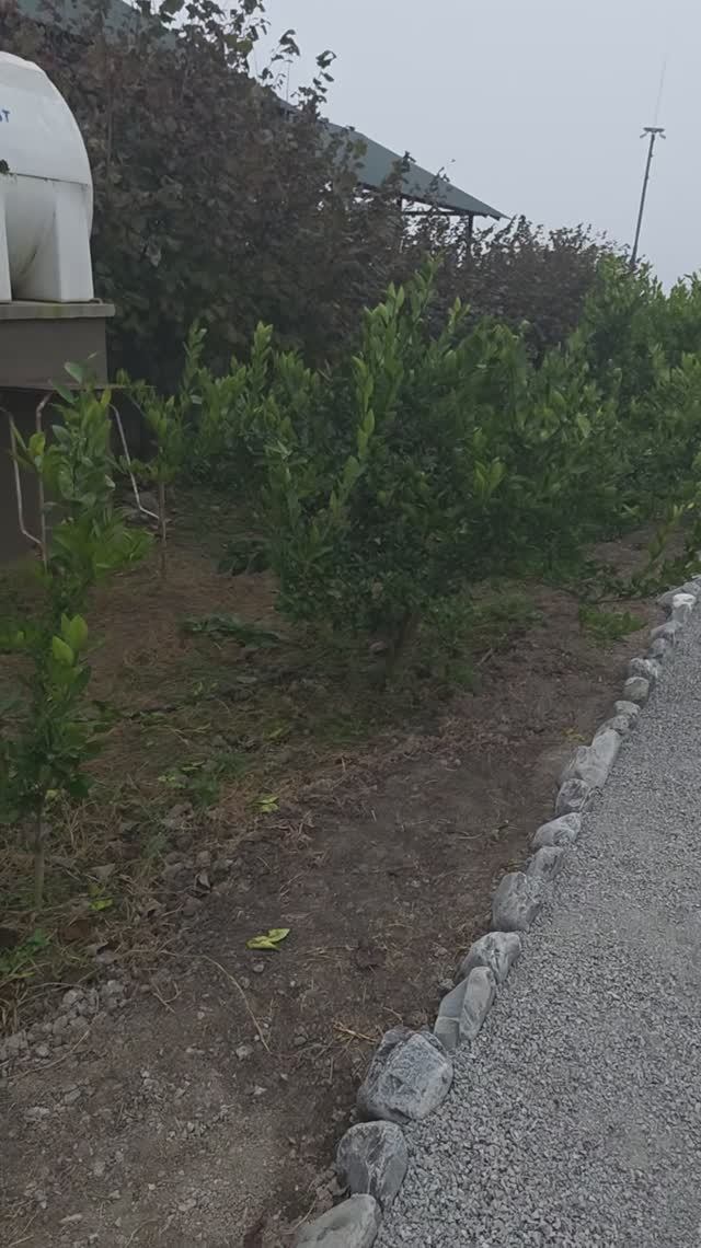 Японский цитрус и перчики собрала домой из сада Biogarden, Шеки, Азербайджан