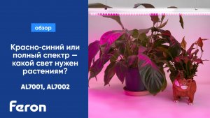 Красно‑синий или полный спектр — какой свет нужен растениям?