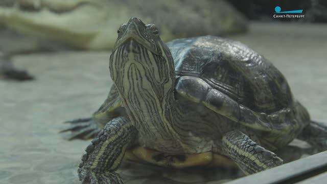 От аквариума до улицы: почему красноухие черепахи становятся проблемой для их владельцев