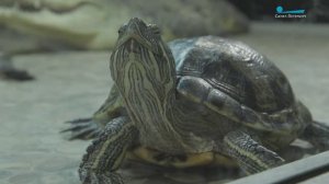 От аквариума до улицы: почему красноухие черепахи становятся проблемой для их владельцев