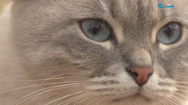 Курьер Кузя и кошка Киса: добро и милота с доставкой на дом