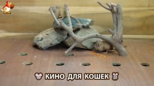 Видео для кошек про крысок развлекать питомцев 🐭🐀😂 (373)