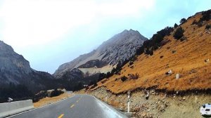 Белые ушастые фазаны Crossoptilon crossoptilon в западной провинции Сычуань, Китай 🇨🇳.