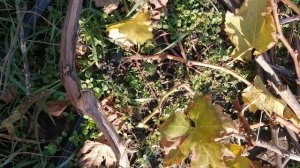 Подозрение на морозобоины.