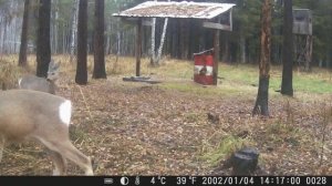 Путешествие в лес, лесные обитатели наши.