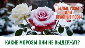 Розы, воспетые поэтами, будут жить долго и счастливо! Все секреты заботы о розах перед зимой