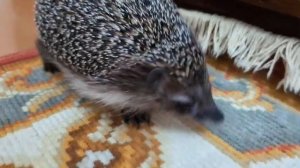 К спячке готова, но не очень хочется...