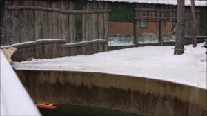 Белка и Стрелка  после завтрака занимаются ходьбой 13.11.2025