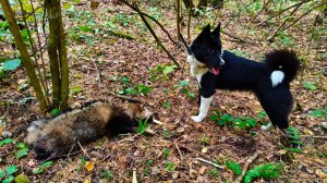 Айка-борьба с енотами