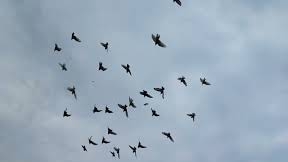 Гон голубей 13.11.25г.