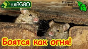 Мыши бегут как от огня: это средство спасет ваш дом от самых упрямых захватчиков.