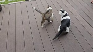 ❤🐈⬛👍кототигры дают гладиться)) больше всего даёт Бычковский 🐱
Клёпа ноет