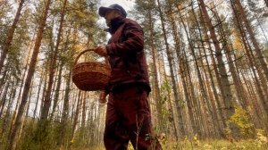 Грибные вести из леса в середине ноября! Грибы в ноябре 2025
