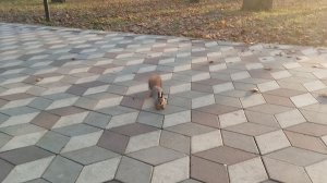 Белка в парке прибежала ко мне. Геннадий Горин