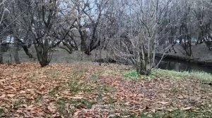 Прогулка вдоль речки Ичка 🏞️  12.11.2025