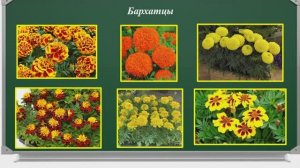 Урок 17. Разнообразие растений узнавание, называние, краткое описание