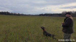 С чего лучше всего начинать работать с легавой в поле