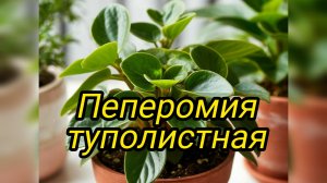 Пеперомия. Черенкование.