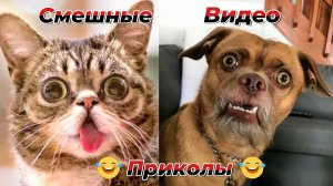 Смешные видео приколы|Юмор и Приколы.
