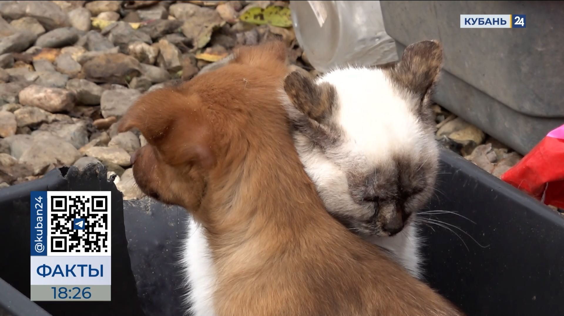 ФАКТЫ. Выпуск от 14.11.25