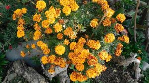 12=11=2025  ПВН  (10)