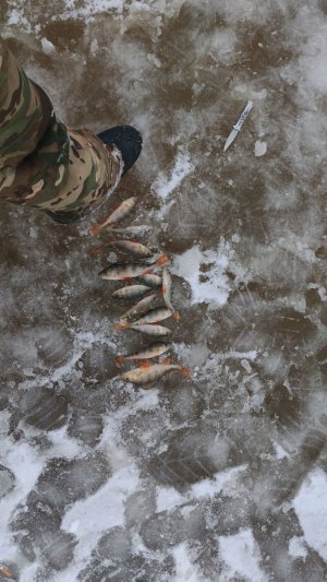 рыбалка
на окуня