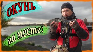 Окунь на месте! Пелагический окунь 3