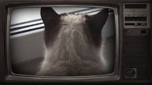 Кошка ведёт наблюдение за птицами