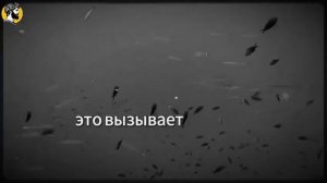 (98 УРОК) Один секрет, из‑за которого любая женщина начнёт тебя добиваться Психология влечения